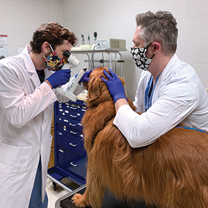 Two students examining dog with masks on