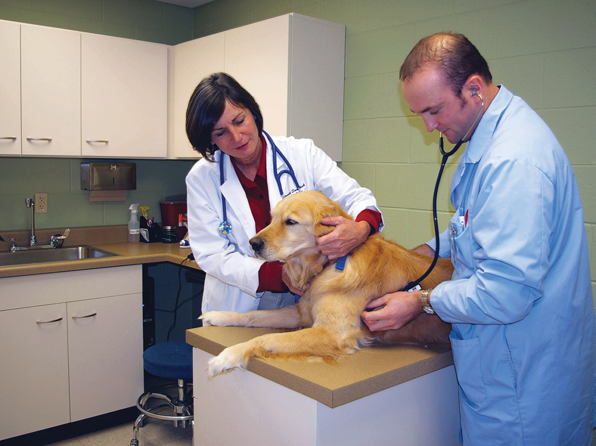 Two veterinarians examine golden retriever dog in exam room