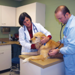 Two veterinarians examine golden retriever dog in exam room