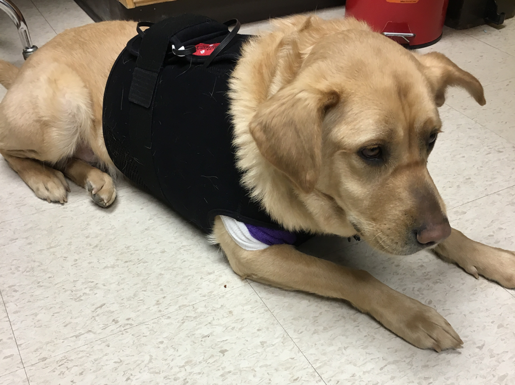 Dog on clinic floor wearing black heart monitor halter