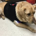 Dog on clinic floor wearing black heart monitor halter