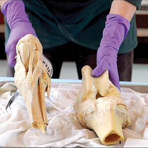 two bones on tray