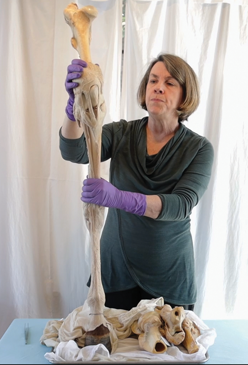 Woman holding horse leg bone
