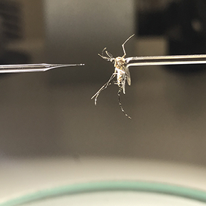 mosquito being injected by needle containing gene-disrupting molecules