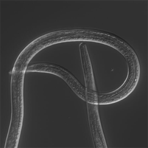 filarial nematode closeup