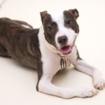 Dog with deformed front legs smiles happily