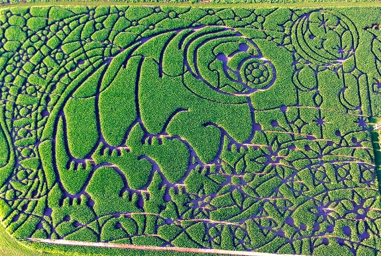 Usually about 15 thousandths of an inch long, the tardigrade at Treinen Farms in Lodi covers 15 acres with miles of maze paths. To build the corn maze, crew members put flags on the field marking important spots on the design, and then they come through with a commercial lawn mower to start cutting the design. Then, they use a tiller to carve out the path.