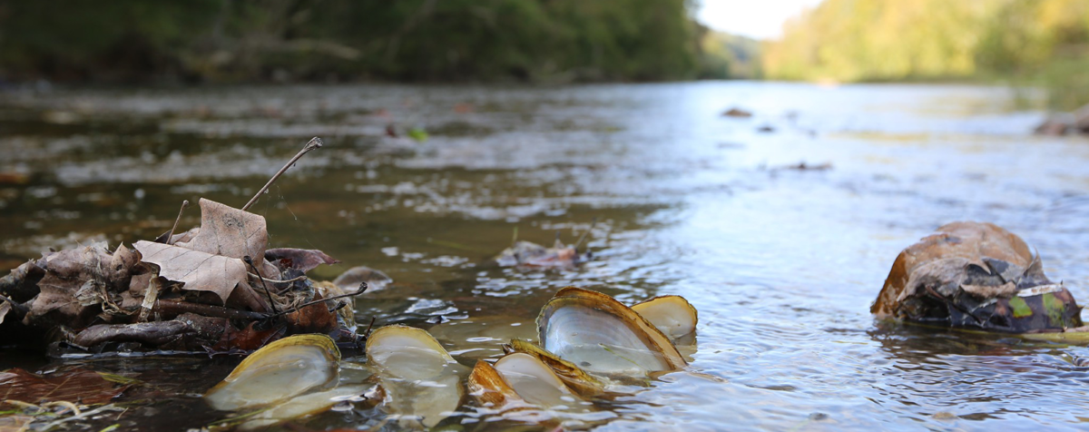 Mass Freshwater Mussel Die-offs Linked to New Virus - University of ...