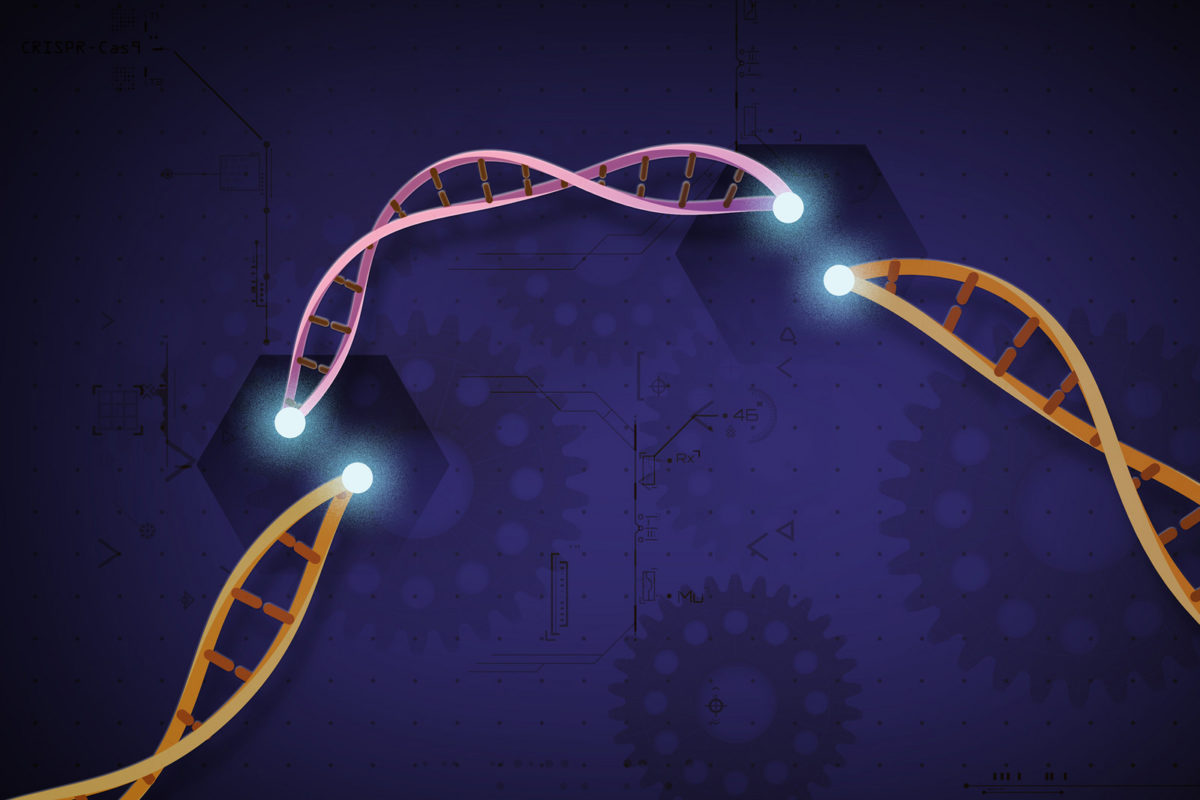 CRISPR-Cas9 is a customizable tool that lets scientists cut and insert small pieces of DNA at precise areas along a DNA strand. This lets scientists study our genes in a specific, targeted way.