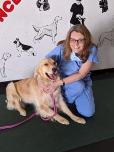 Associate professor Gillian McLellan completes an eye exam of a golden retriever at Badgerland Kennel Club