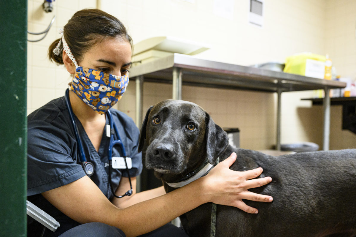 Shakuntala Makhijani, a 2020–21 Maddie’s Shelter Medicine intern, conducts a wellness check on Beau, a Labrador mix