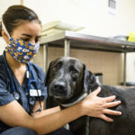 Shakuntala Makhijani, a 2020–21 Maddie’s Shelter Medicine intern, conducts a wellness check on Beau, a Labrador mix