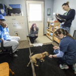 University of Wisconsin-Madison School of Veterinary Medicine students perform a check-up visit with owners Clarence and Kelly and their dogs Ike and Tina at a Wisconsin Companion Animal Resources, Education and Social Services (WisCARES) clinic in Madison in October 2015