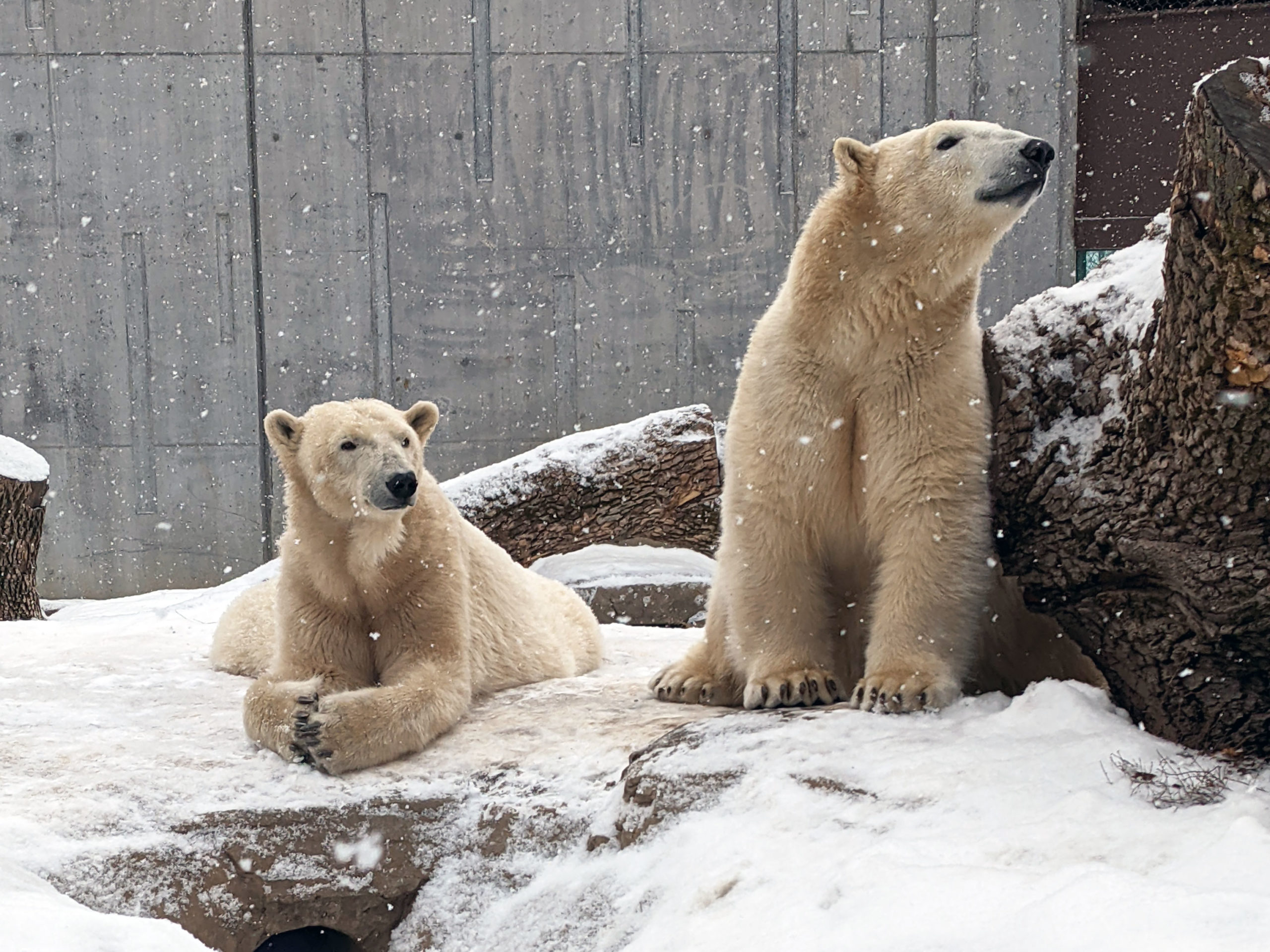 Polar Bears as Patients: Caring for Animals at Henry Vilas Zoo