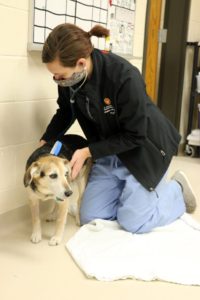 Veterinarian Rachel McMahon, an intern with UW Veterinary Care’s Oncology Service, examines Chester at a checkup in January