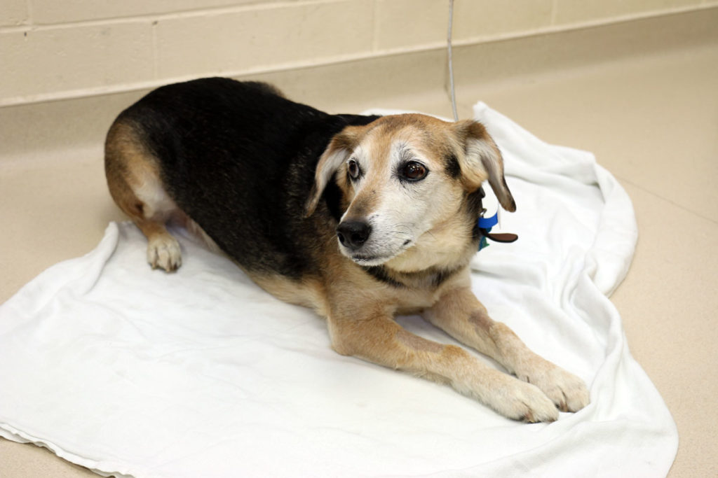 Chester, a patient of UW Veterinary Care enrolled in an Oncology clinical trial