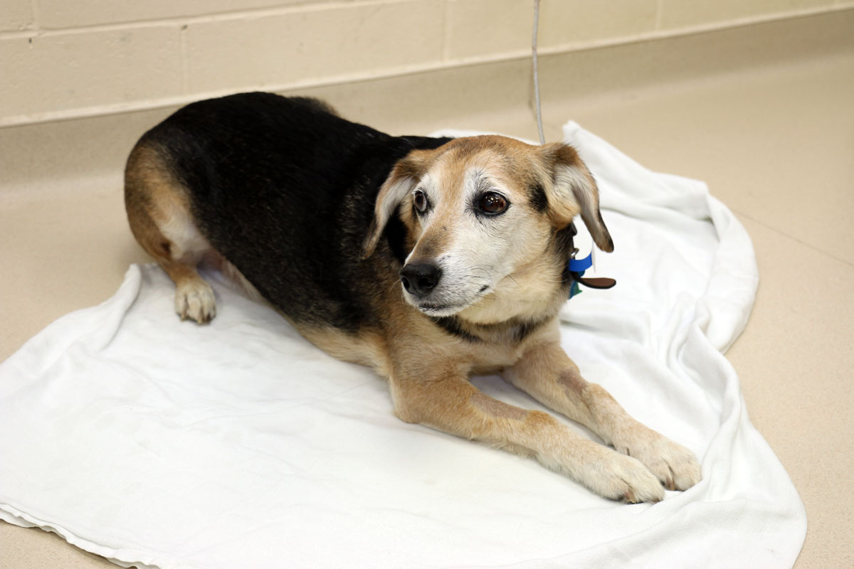 Chester, a patient of UW Veterinary Care enrolled in an Oncology clinical trial