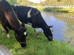 Former resident donor and teaching cows Maxine and Lois enjoy retirement on the farm of Eric Howlett DVM’18