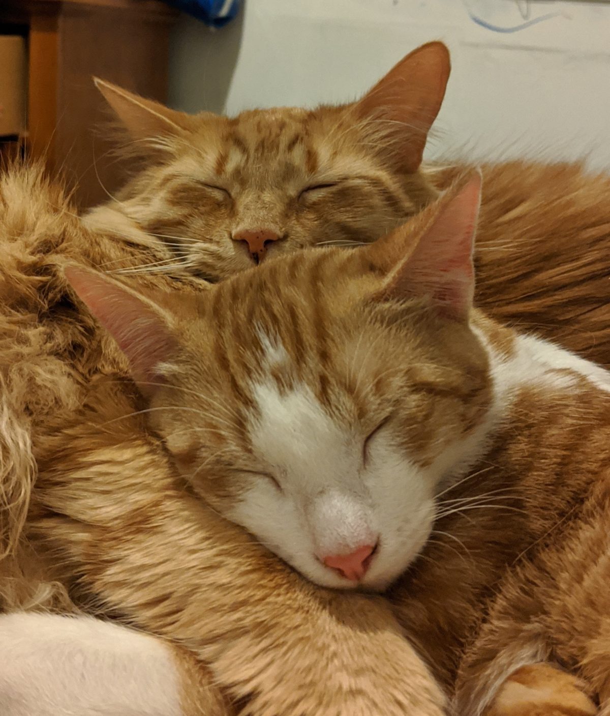 Cat patients of WisCARES