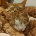 Cat patients of WisCARES