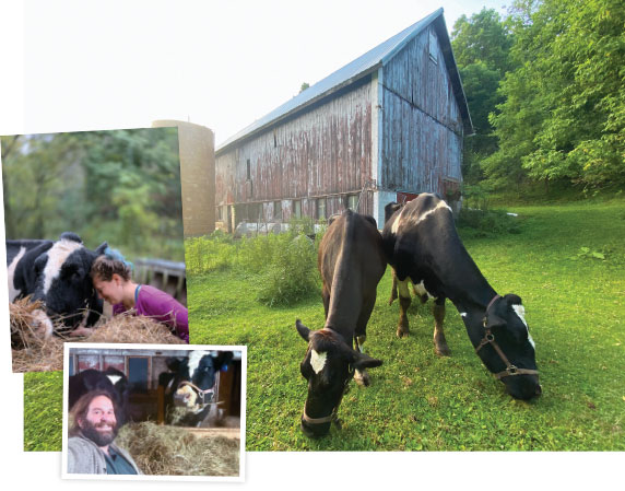 Former resident donor and teaching cows Maxine and Lois enjoy retirement on the farm of Eric Howlett DVM’18