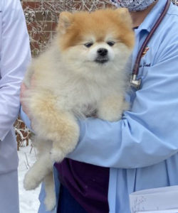 Pomeranian Bear Geier