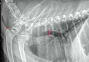 An X-ray shows the narrow width of Foxy's trachea (marked with a red arrow at left) before a stent was implanted. The trachea should be as wide as the capital I traced in red at the center of the image.