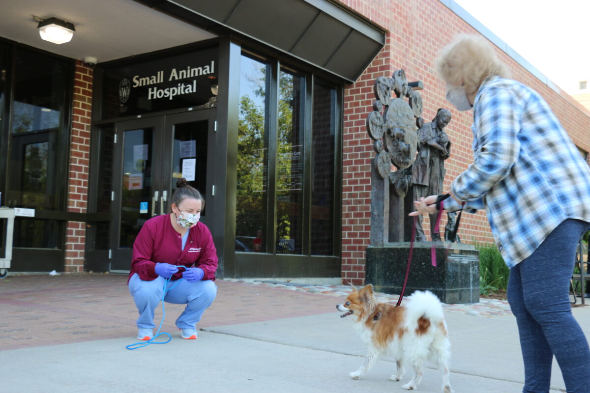 canine patient arrives for appointment at UW Veterinary Care