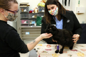 Certified veterinary technicians Abigail Jones (left) and Ashley Onsager pet Davis, a 14-year-old domestic short-haired cat who in January received radiation therapy treatment for nasal carcinoma with UW Veterinary Care's new Radixact machine