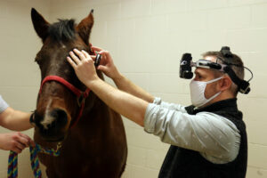 Seth Eaton, clinical assistant professor of comparative ophthalmology, examines the eyes of Valentine, a blood donor horse for UW Veterinary Care's Morrie Waud Large Animal Hospital