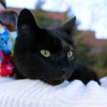 cat patient of UW Veterinary Care Kiki