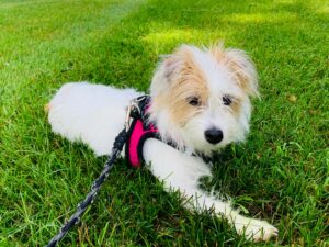 UW Veterinary Care patient Lexi Wells