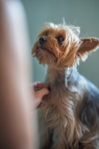 hand touches yorkie dog
