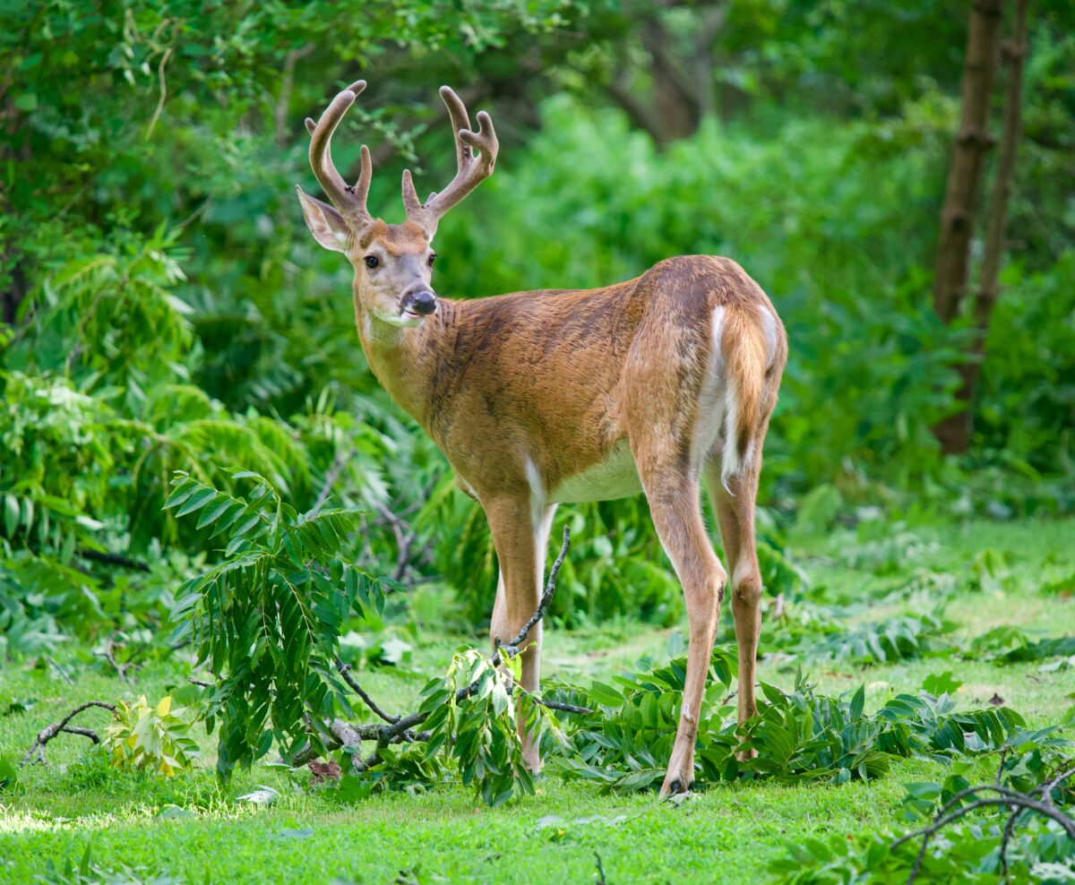 white-tailed deer in grassy field