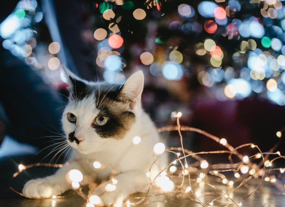 cat amongst holiday lights