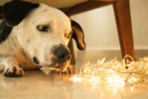 dog looking at holiday lights