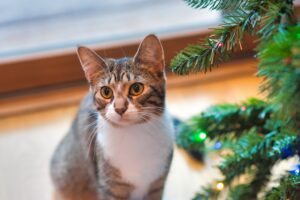 cat next to tree in house