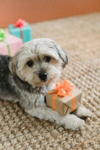 small dog with presents