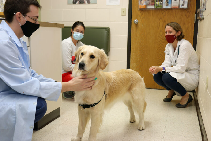 A golden retriever receives an examination from a student and veterinarian as her handler stands by