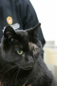 Kiki during an appointment at UW Veterinary Care, where he received radiation therapy treatment for periocular lymphoma. 