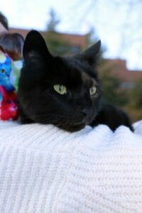 Kiki during an appointment at UW Veterinary Care, where he received radiation therapy treatment for periocular lymphoma. 