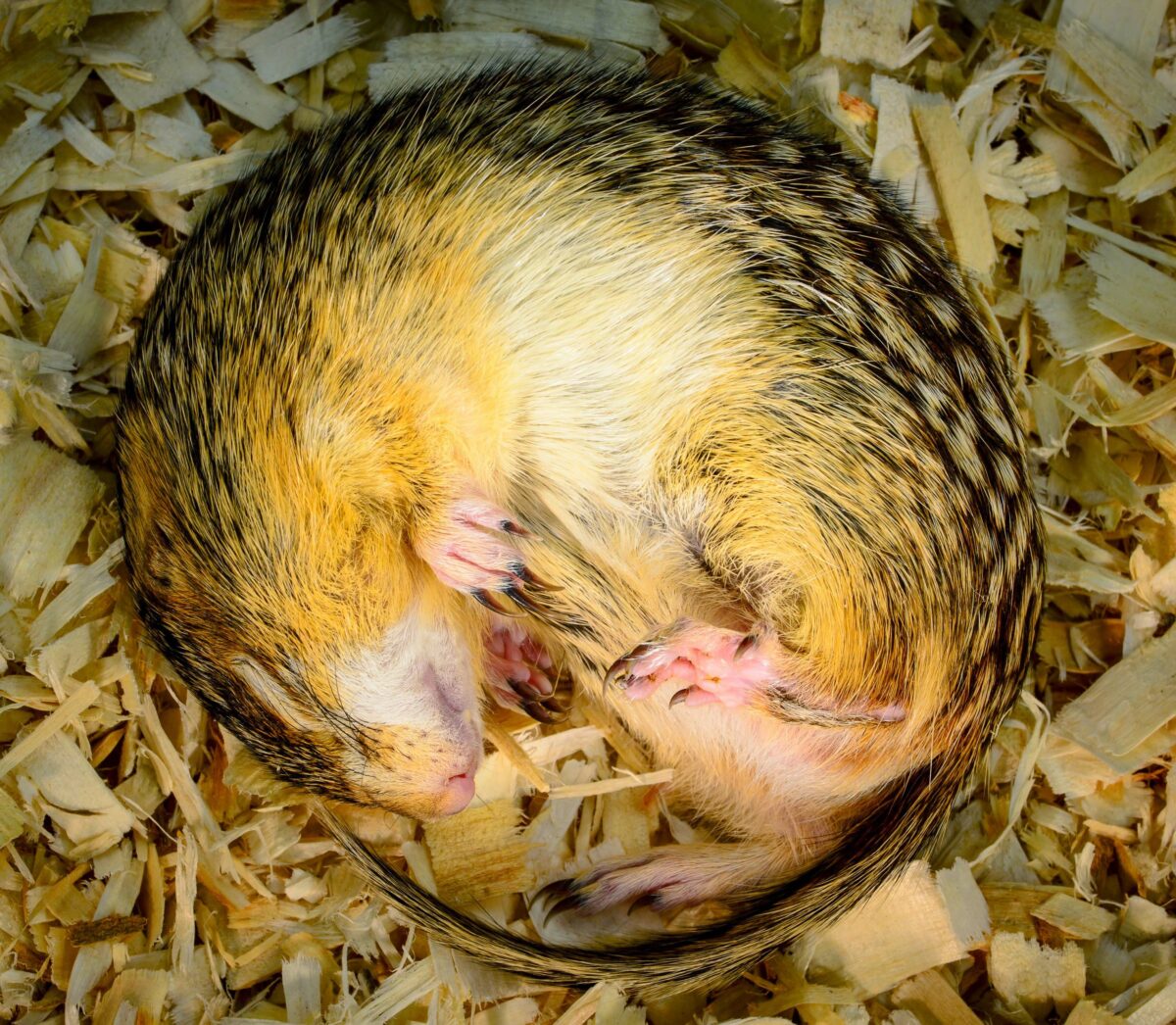 Thirteen-lined ground squirrels curled up for seasonal hibernation can slow their metabolic rates to as little as 1 percent of their waking activity