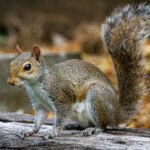 squirrel on fallen tree