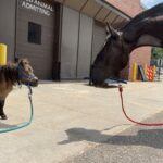 Cooper, right, meets Cookie, left, at UW Veterinary Care, where he spent more than two weeks recovering from colic and other medical issues.