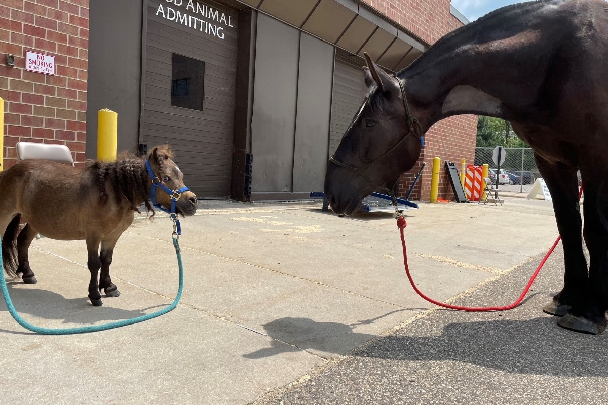 Cooper, right, meets Cookie, left, at UW Veterinary Care, where he spent more than two weeks recovering from colic and other medical issues.