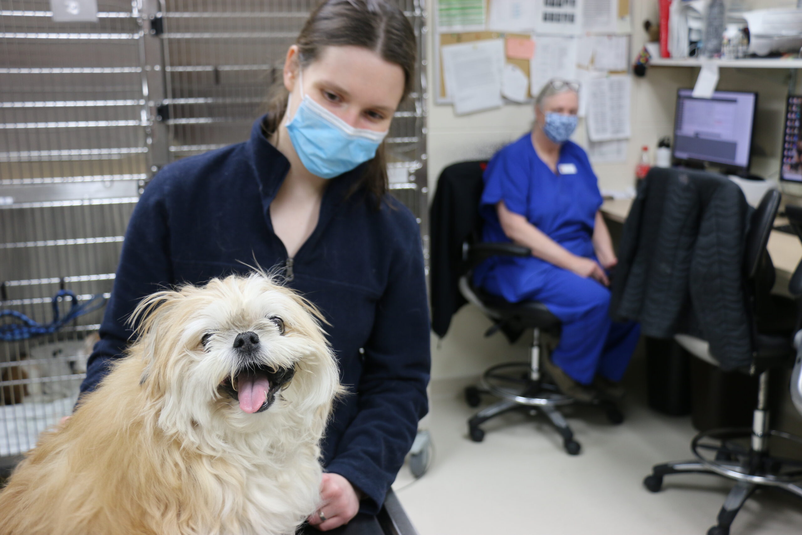 Veterinarian Sarah Adrianowycz of UW Veterinary Care’s Oncology Service stands with Coco, an 11-year-old Pomeranian mix enrolled in a clinical study investigating a novel immunotherapy treatment for melanoma. As an oncology clinical trials intern, Adrianowycz is gaining advanced training in clinical studies aimed at developing new and more effective diagnostic and treatment options for cancer.