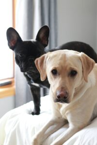 French bulldog and Labrador retriever