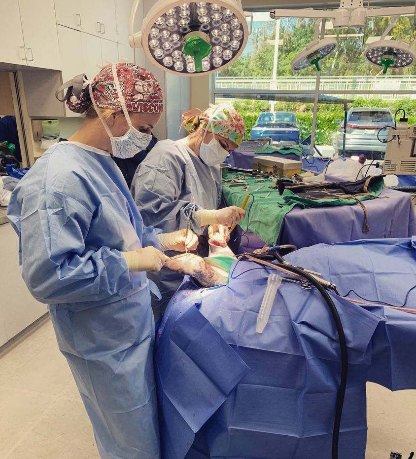Annie Pankowski (foreground) assists her mother, veterinarian Diane Craig, during surgery at Craig’s veterinary medical clinic in California