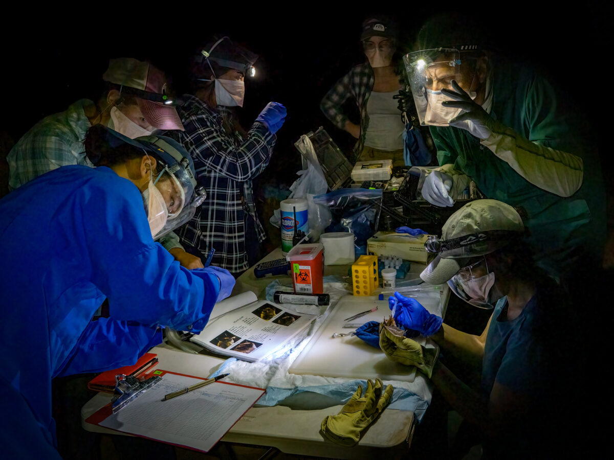 Researchers collecting samples from bats. El Malpais National Monument, Grants, New Mexico