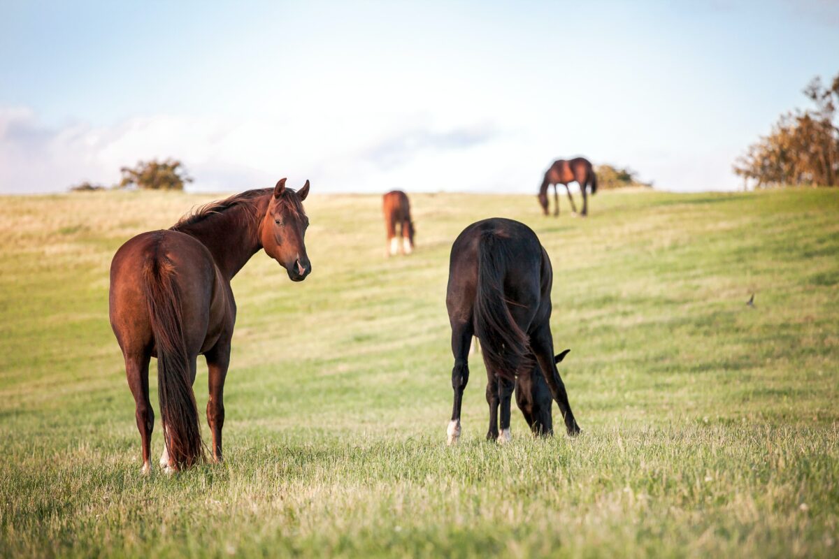 horses in grass pasture